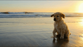 페이드